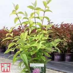 Deutzia X Hybrida 'Perle Rose' -Garden Central Sales Store deut pere