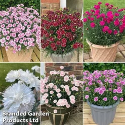 Dianthus 'Garden Pleasures Collection' -Garden Central Sales Store dian coll2