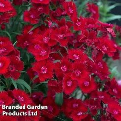 Perennial Pollinator Collection -Garden Central Sales Store dian rock