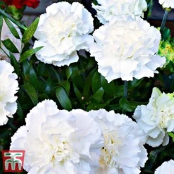 Dianthus 'Memories' (Scent First Series) -Garden Central Sales Store dian31