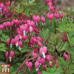 Dicentra Spectabilis -Garden Central Sales Store dice