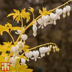 Dicentra Spectablis 'White Gold' -Garden Central Sales Store dice white4