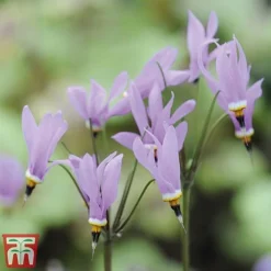 Dodecatheon Meadia -Garden Central Sales Store dod3