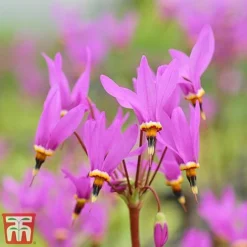 Dodecatheon Meadia -Garden Central Sales Store dod4