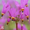 Dodecatheon Meadia
