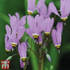 Dodecatheon Meadia -Garden Central Sales Store dod7