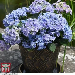 Hydrangea 'Double Dutch Alkmaar' -Garden Central Sales Store dutch2