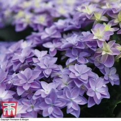 Hydrangea 'Double Dutch Alkmaar' -Garden Central Sales Store dutch4
