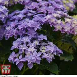 Hydrangea 'Double Dutch Alkmaar' -Garden Central Sales Store dutch5