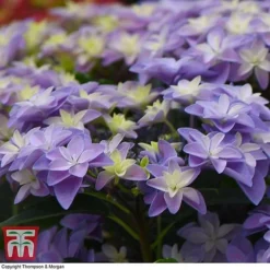 Hydrangea 'Double Dutch Alkmaar' -Garden Central Sales Store dutch6