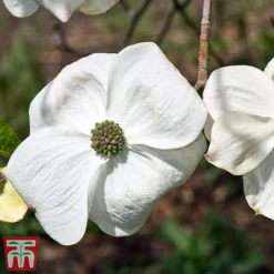 Cornus 'Eddie's White Wonder'