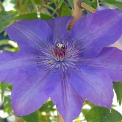 Clematis Edda&trade; Evipo074 -Garden Central Sales Store edda2