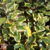 Elaeagnus X Ebbingei 'Viveleg'