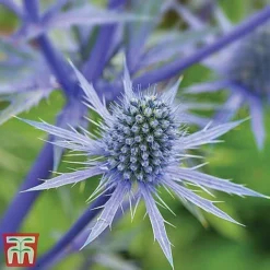 Everlasting Perennial Collection -Garden Central Sales Store eryngium planum2