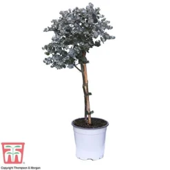 Eucalyptus Gunnii (Standard) -Garden Central Sales Store euca