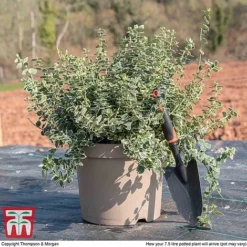 Euonymus Fortunei 'Emerald Gaiety' -Garden Central Sales Store euon gai