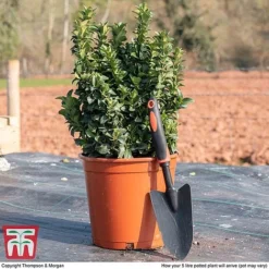 Euonymus Japonicus 'Green Rocket' -Garden Central Sales Store euon gree5