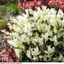 Euonymus Japonicus 'Himalaya' -Garden Central Sales Store euon hima3