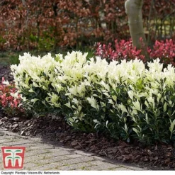 Euonymus Japonicus 'Himalaya' -Garden Central Sales Store euon hima4