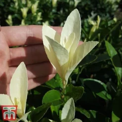 Euonymus Japonicus 'Himalaya' -Garden Central Sales Store euon hima5