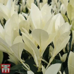 Euonymus Japonicus 'Himalaya' -Garden Central Sales Store euon hima6