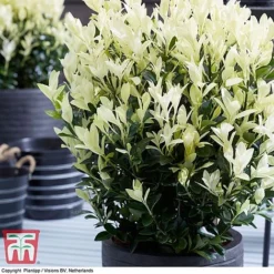 Euonymus Japonicus 'Himalaya' -Garden Central Sales Store euon hima7