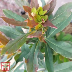 Euphorbia Amygdaloides 'Purpurea'