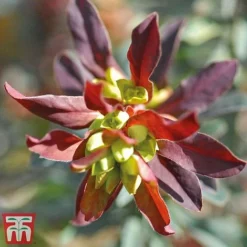 Euphorbia Amygdaloides 'Purpurea' -Garden Central Sales Store euphor