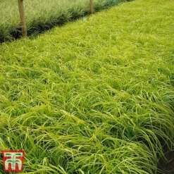 Carex Oshimensis 'Everillo' -Garden Central Sales Store ever1