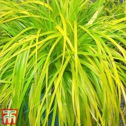 Carex Oshimensis 'Everillo' -Garden Central Sales Store ever11