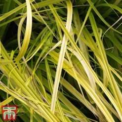 Carex Oshimensis 'Everillo' -Garden Central Sales Store ever2