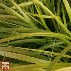 Carex Oshimensis 'Everillo' -Garden Central Sales Store ever3