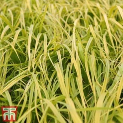 Carex Oshimensis 'Everillo' -Garden Central Sales Store ever4