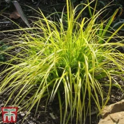 Carex Oshimensis 'Everillo' -Garden Central Sales Store ever5