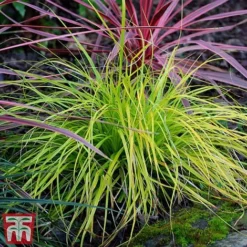 Carex Oshimensis 'Everillo' -Garden Central Sales Store ever6