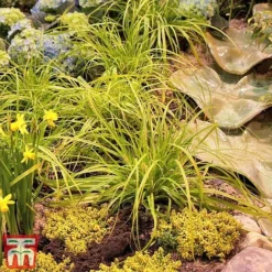 Carex Oshimensis 'Everillo' -Garden Central Sales Store ever7