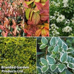 Evergreen Patio Shrub Collection