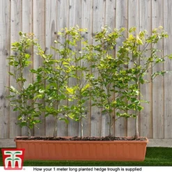 Copper Beech (Hedging) -Garden Central Sales Store fagus ready
