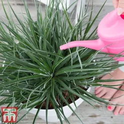 Fascicularia Bicolor -Garden Central Sales Store fasc2