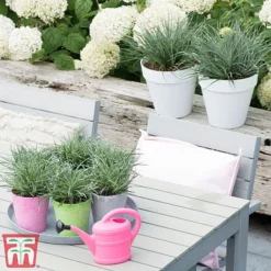 Fascicularia Bicolor -Garden Central Sales Store fasc3