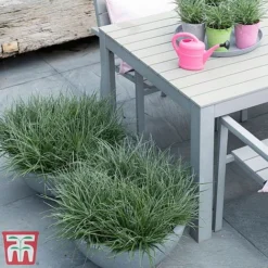 Fascicularia Bicolor -Garden Central Sales Store fasc4