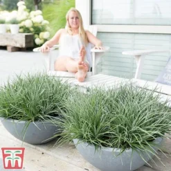 Fascicularia Bicolor -Garden Central Sales Store fasc7