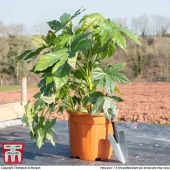 Fatsia Japonica -Garden Central Sales Store fat jap