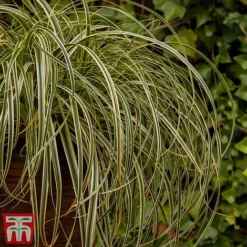 Carex 'Feather Falls' -Garden Central Sales Store feathers