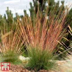 Festuca 'Sunrise' -Garden Central Sales Store fest sun