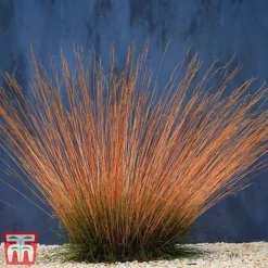 Festuca 'Sunrise' -Garden Central Sales Store fest sun2