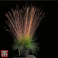 Festuca 'Sunrise' -Garden Central Sales Store fest sun3