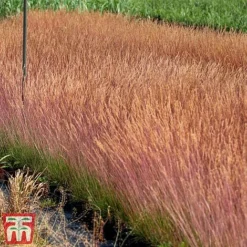 Festuca 'Sunrise' -Garden Central Sales Store fest sun4