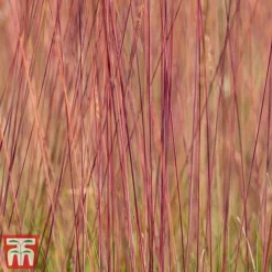 Festuca 'Sunrise' -Garden Central Sales Store fest sun5