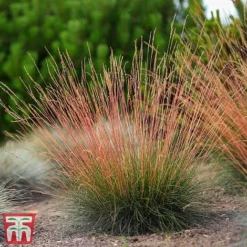 Festuca 'Sunrise' -Garden Central Sales Store fest sun6